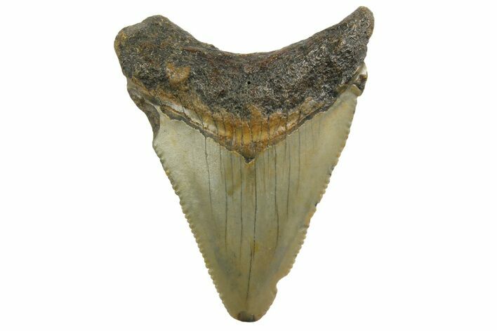 Juvenile Megalodon Tooth - North Carolina #152862